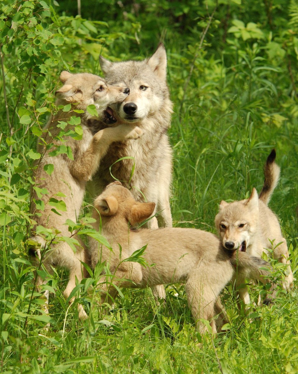 Волк, волчица,семья Волков