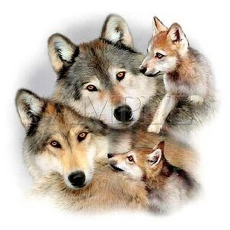 Волк волчица Волчонок семья