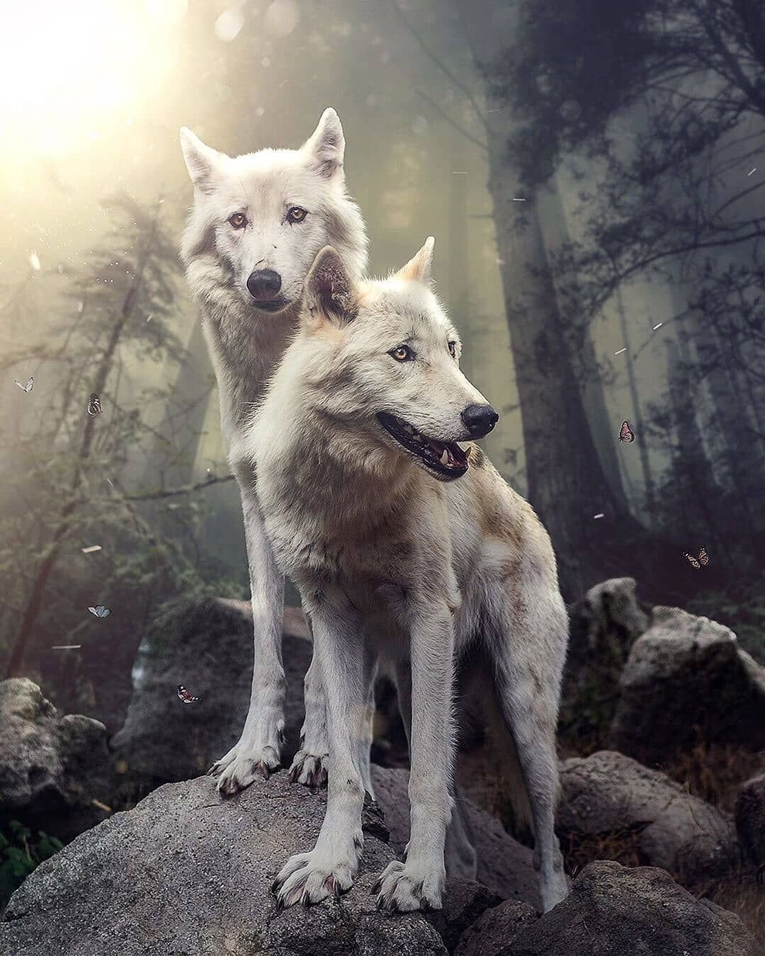 Белый волк с волчатами