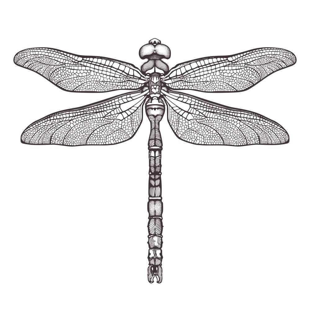 Стрекоза раскраска для детей