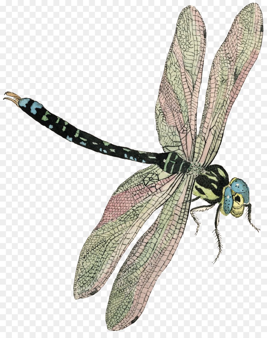 Стрекоза гравюра