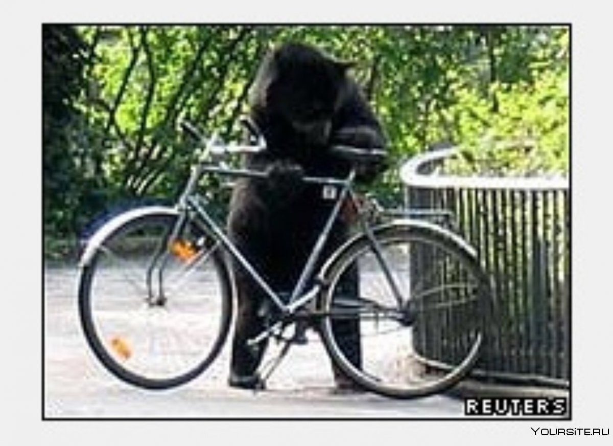 Медведь на велосипеде