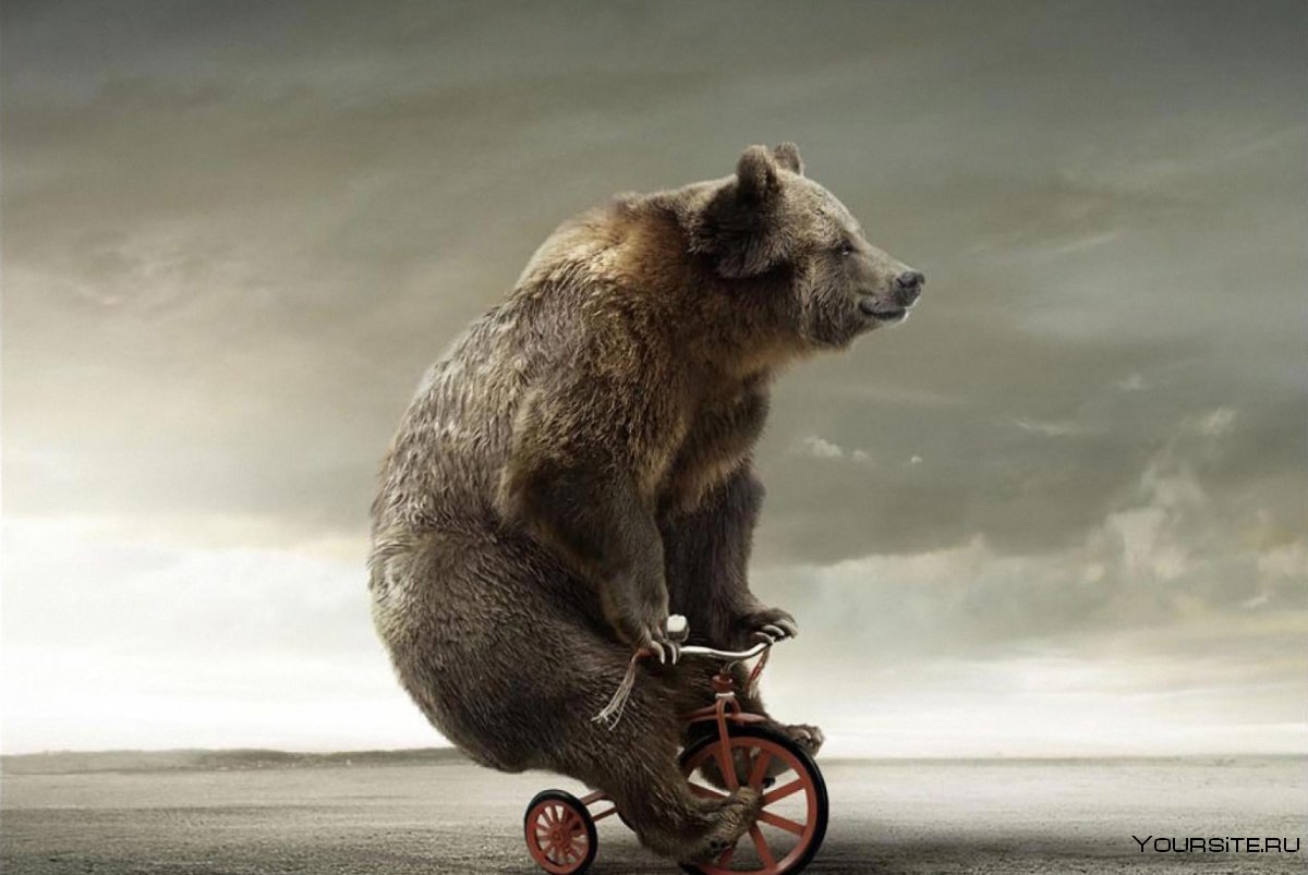 Медведь на велосипеде
