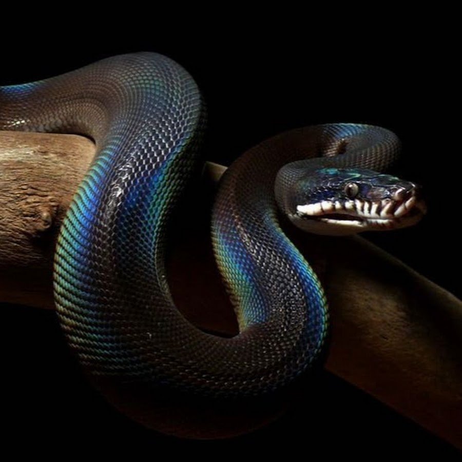 Южный белогубый питон