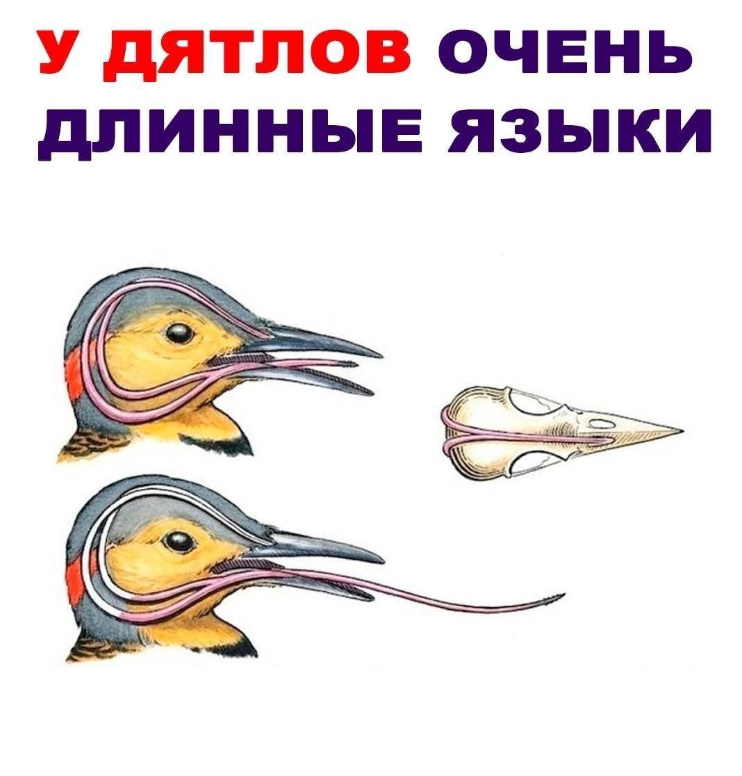 Дятел мультяшный