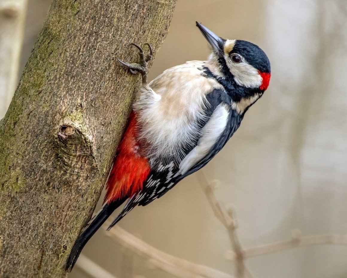 Маска дятла для детей