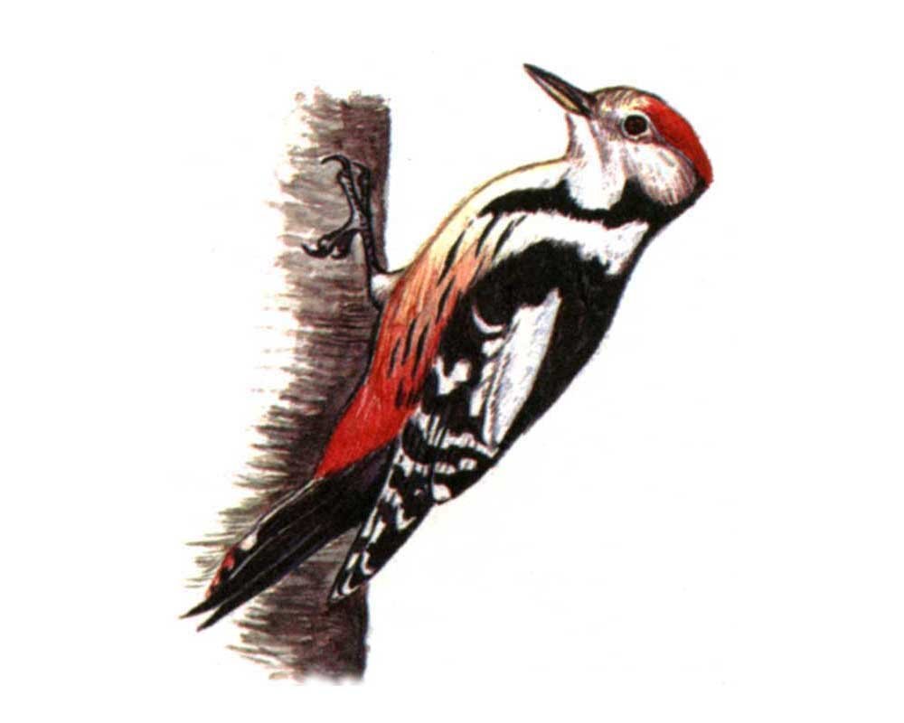 Дятел стучит