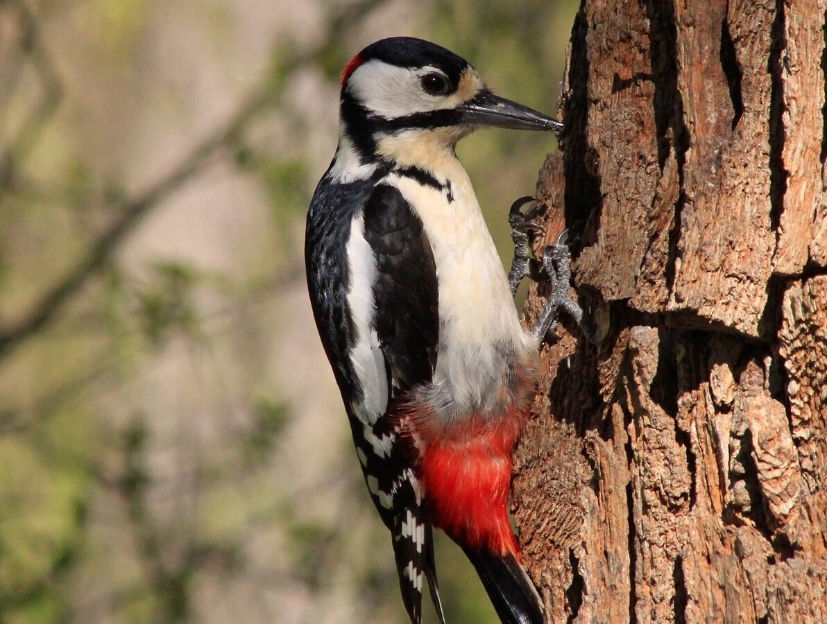 Дятел в Ленинградской области