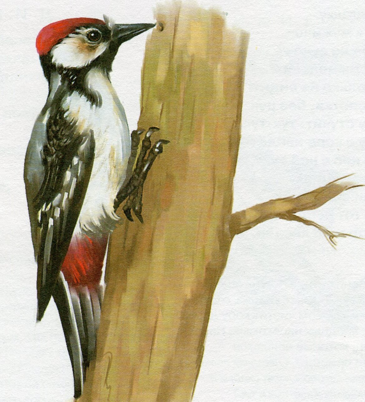 Маска дятла на голову