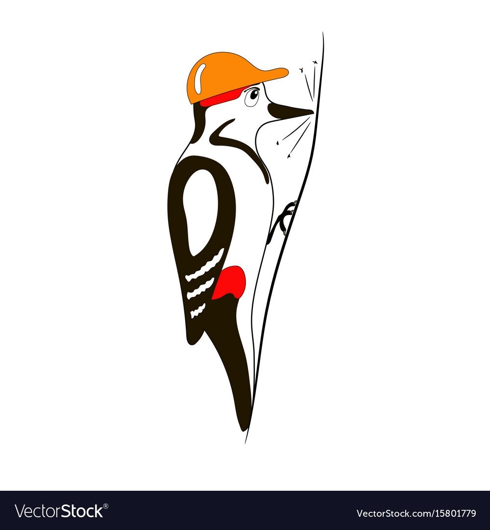 Дятел на белом фоне