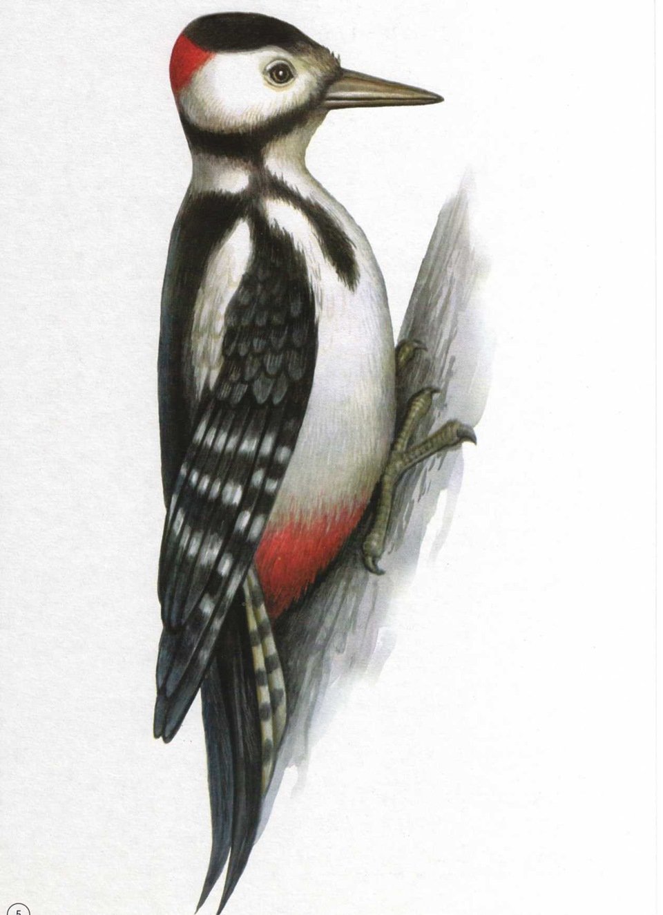 Большой пестрый дятел рисунок