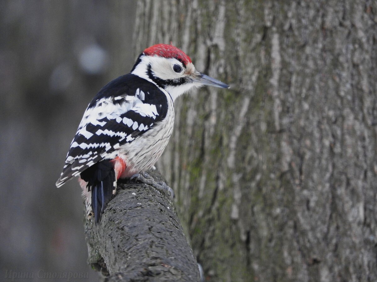Дятел зимующая птица