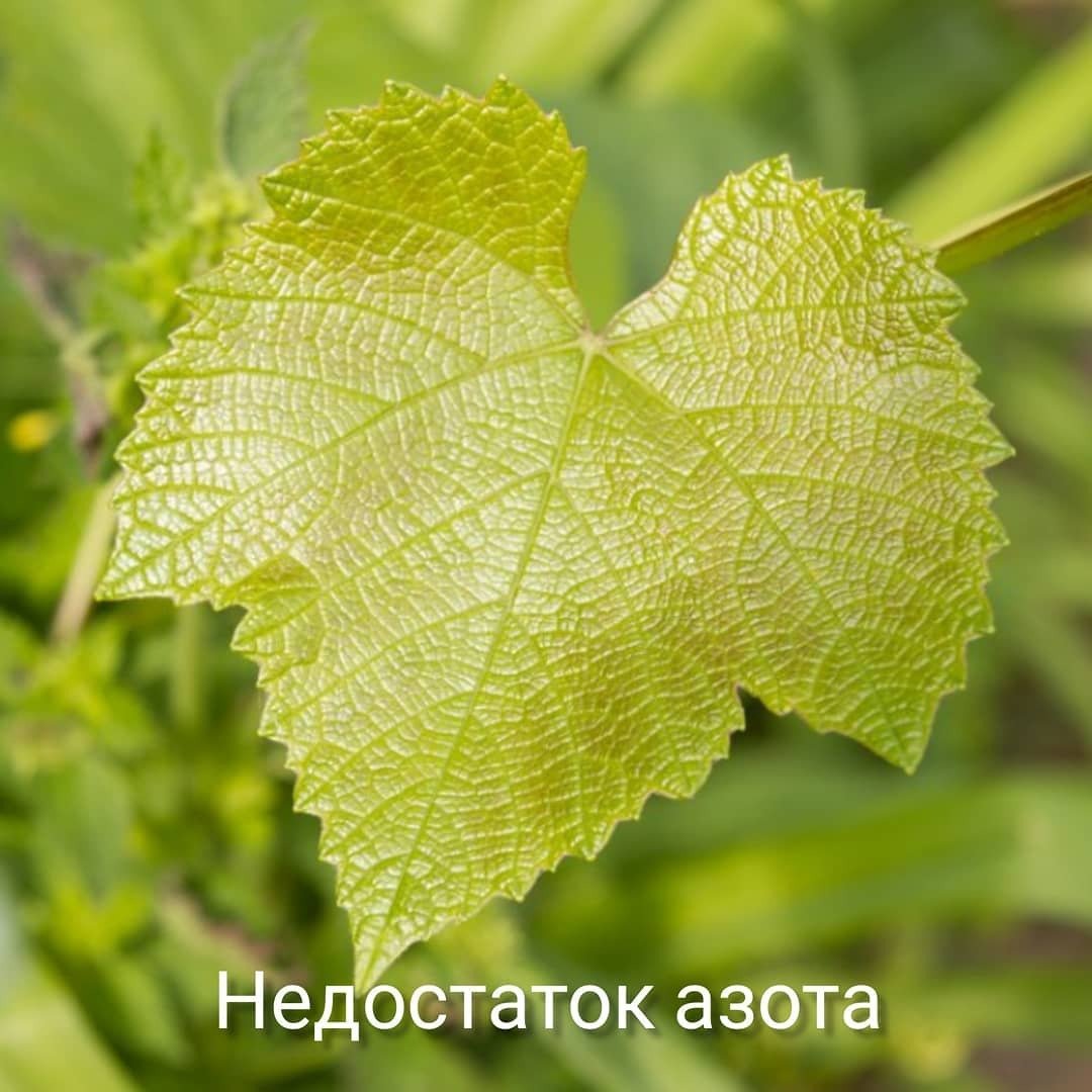 Лист винограда