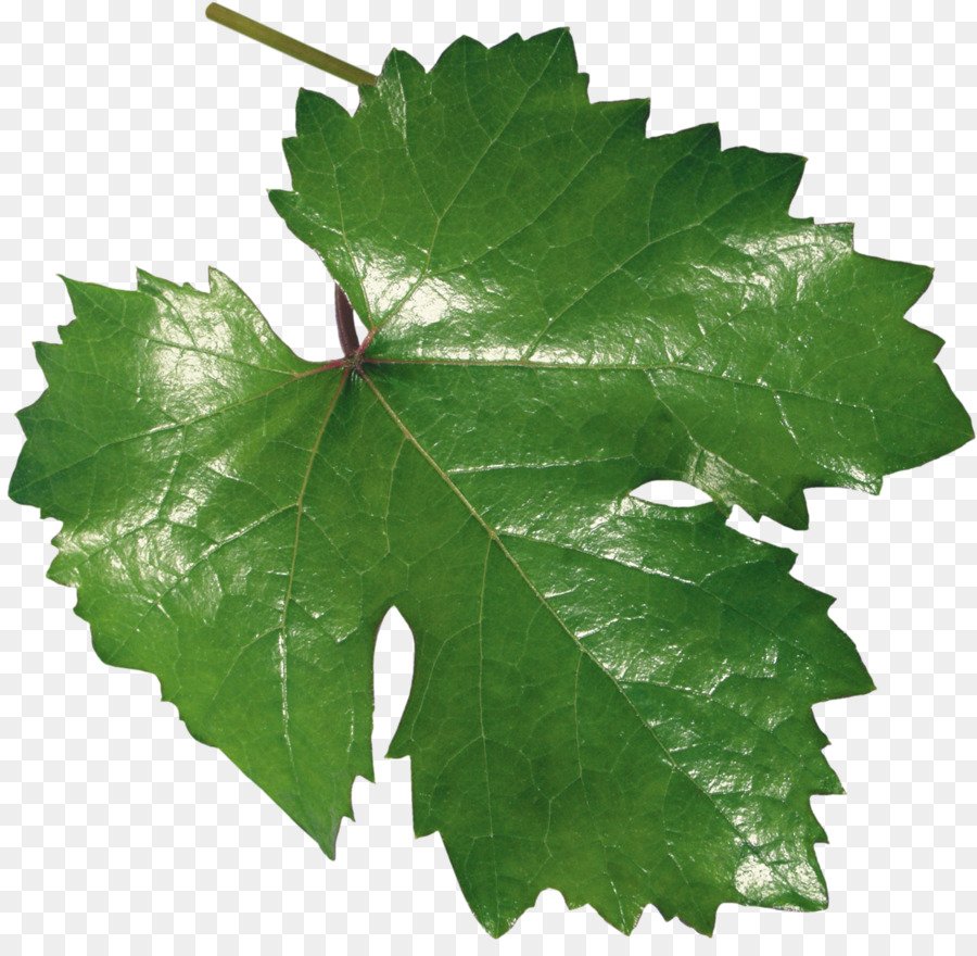 Виноград фон