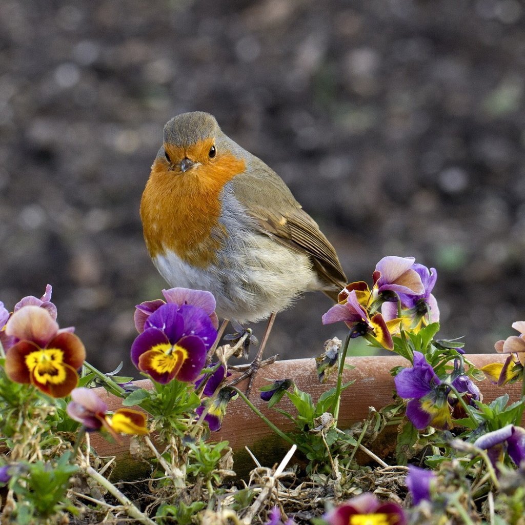 Зорянка бабочка