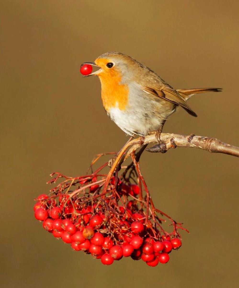 Птичка Зорька