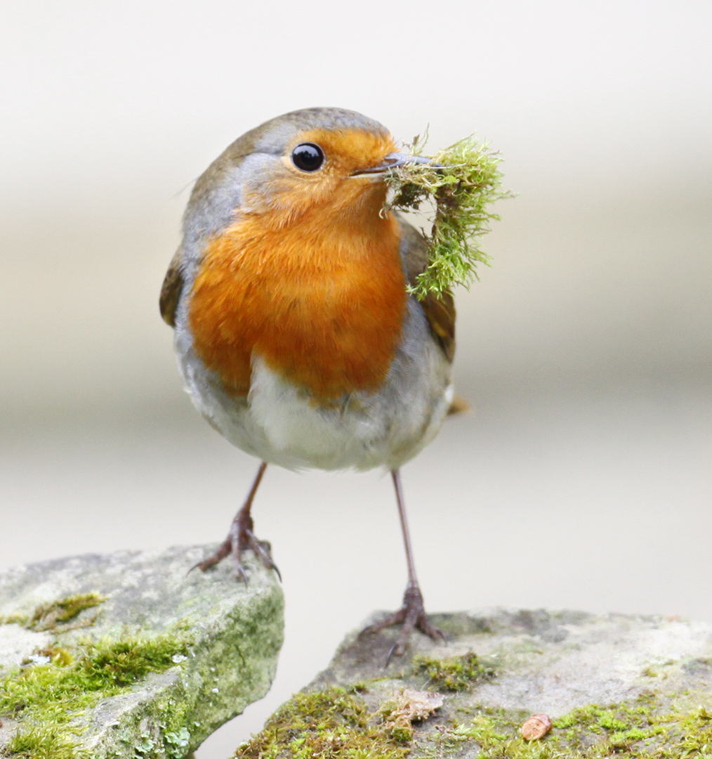 Яйца зарянки