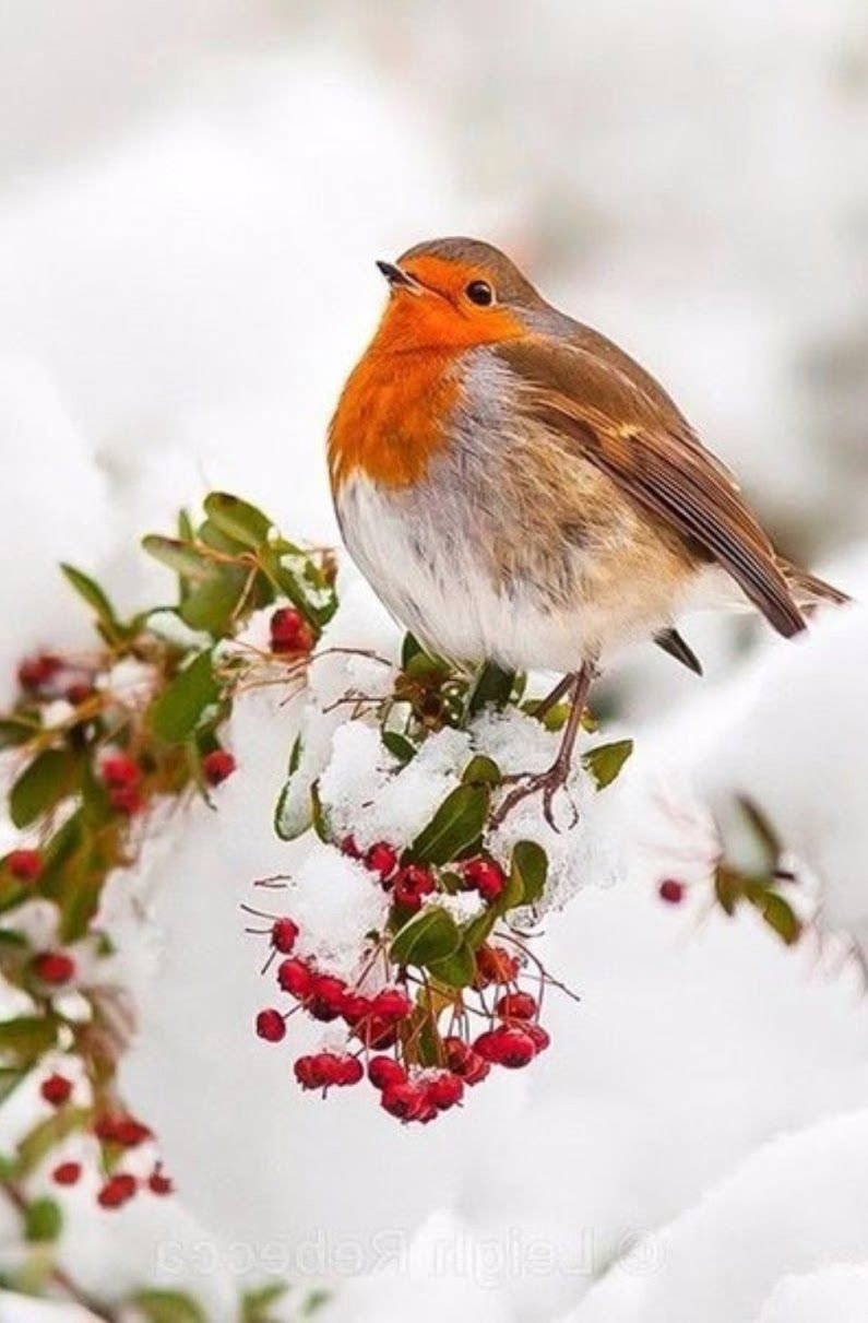 Красивые зимние птички