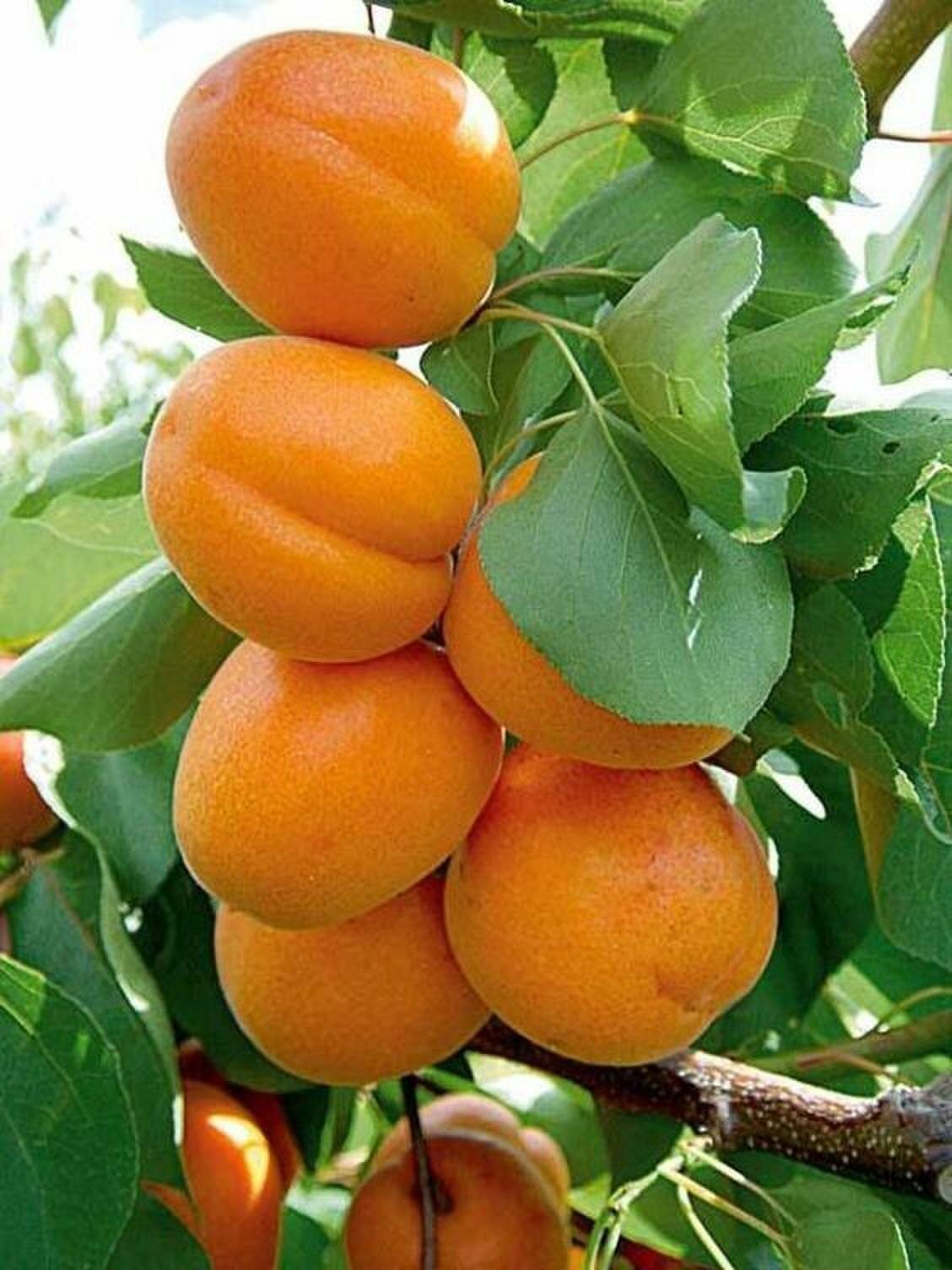 Абрикос Августин