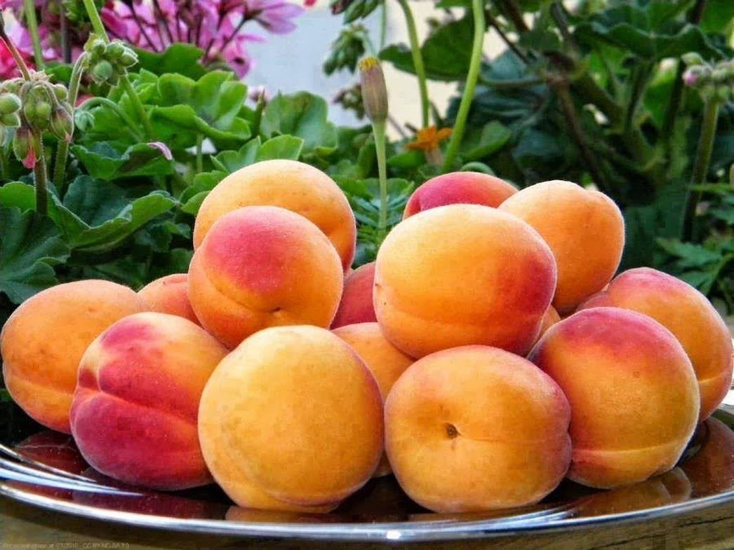 Нектарин жёлтый Узбекистан