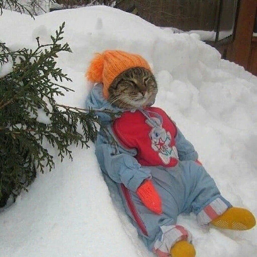 Кот в теплой одежде