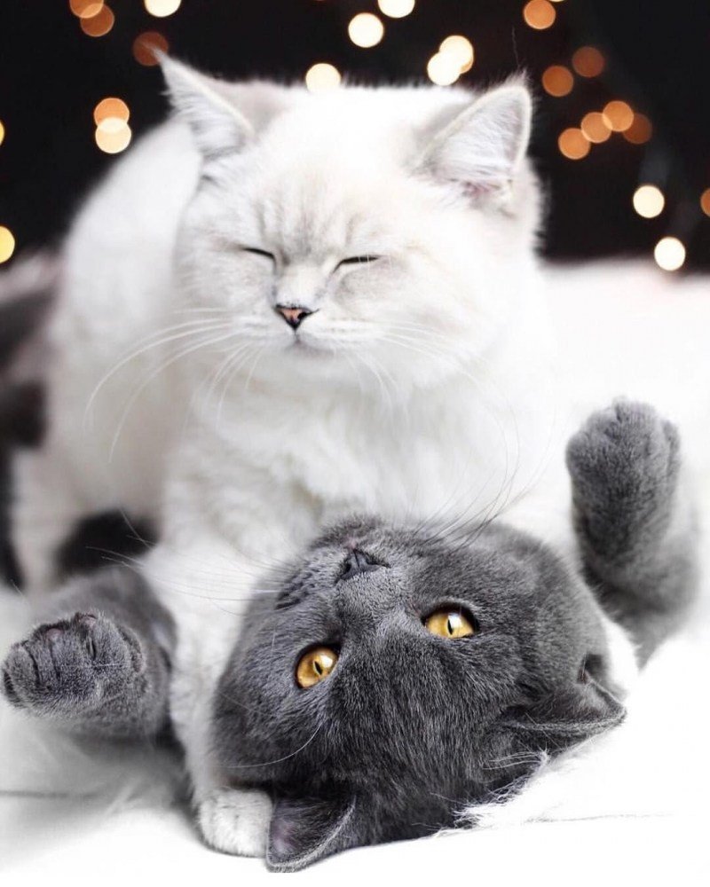 Кот и кошечка