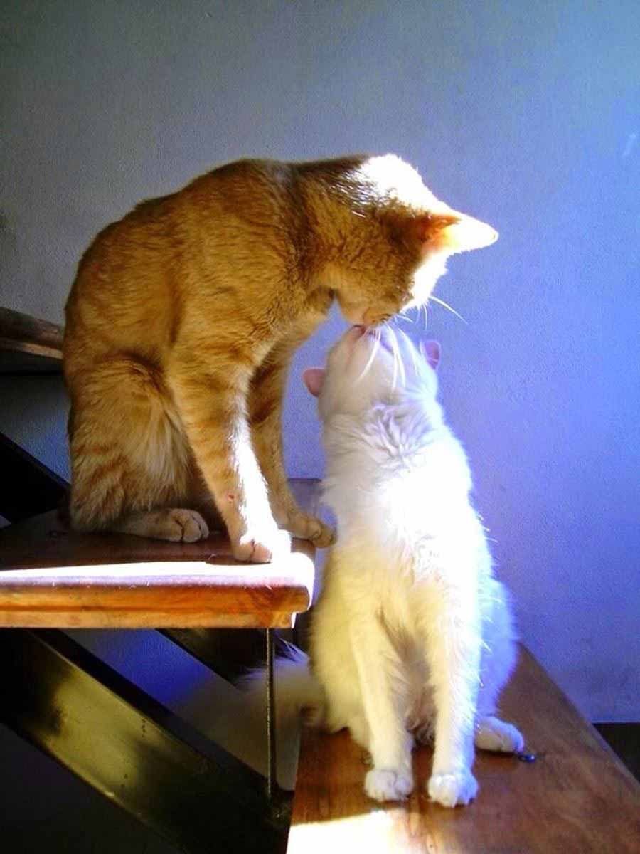 Кошки любовь