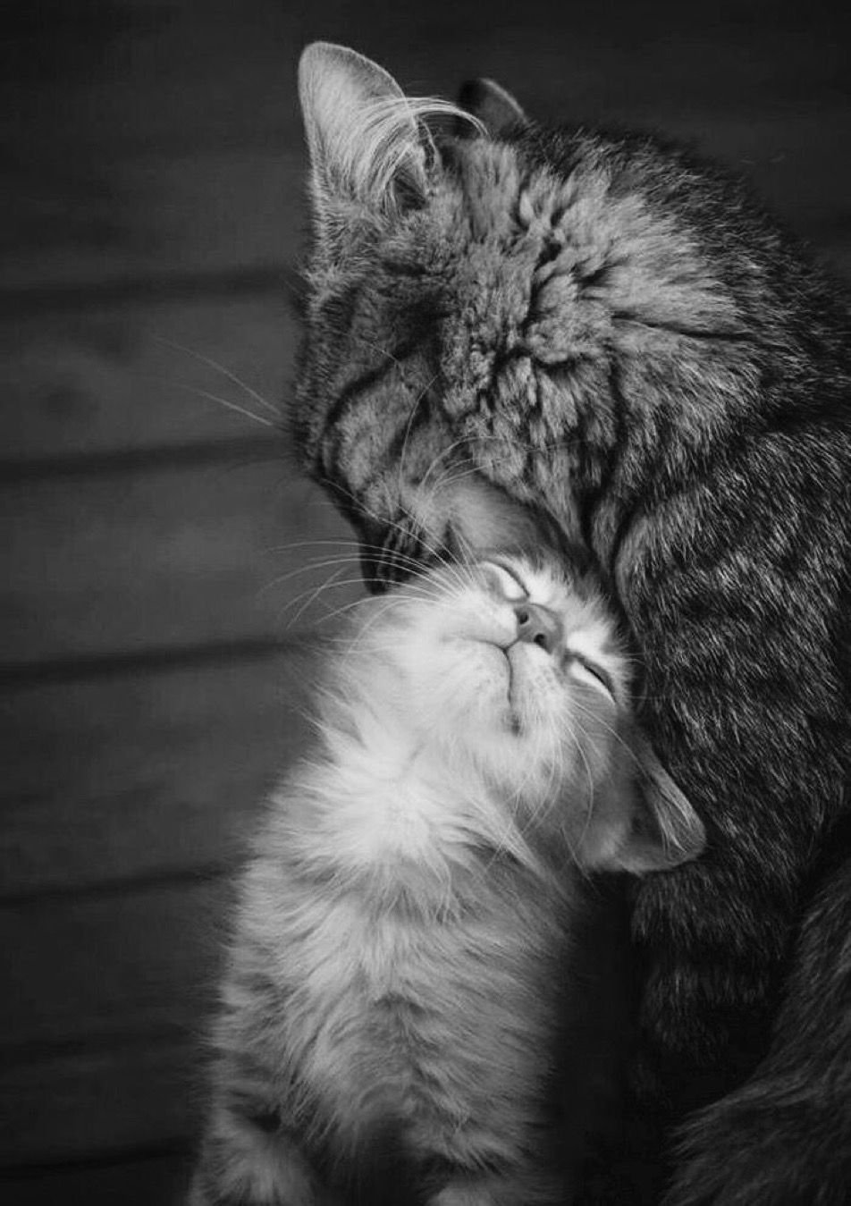 Котики обнимаются