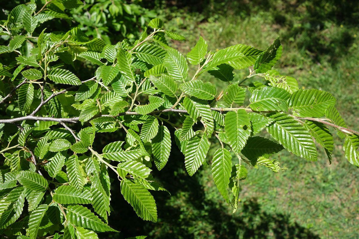 Вяз американский (Ulmus Americana