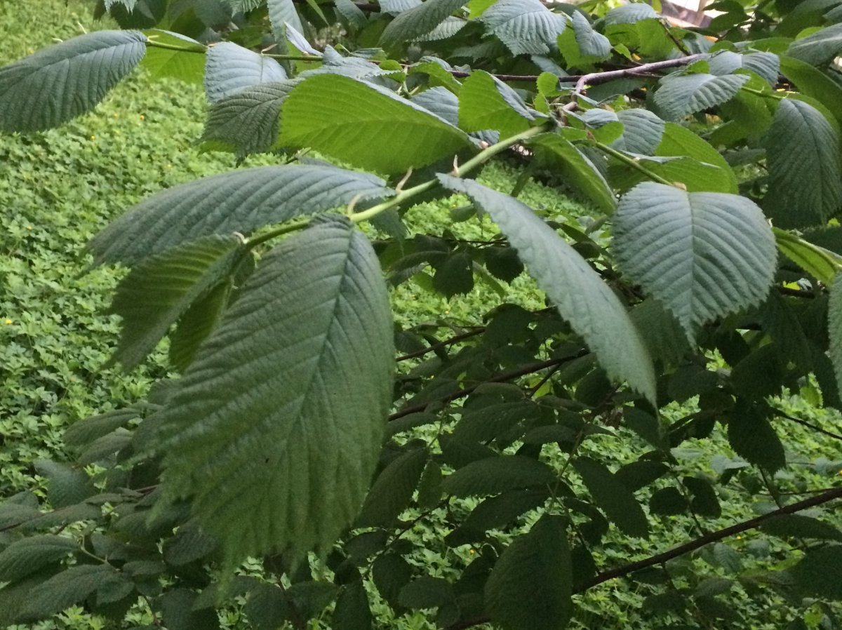 Вяз приземистый Ulmus pumila