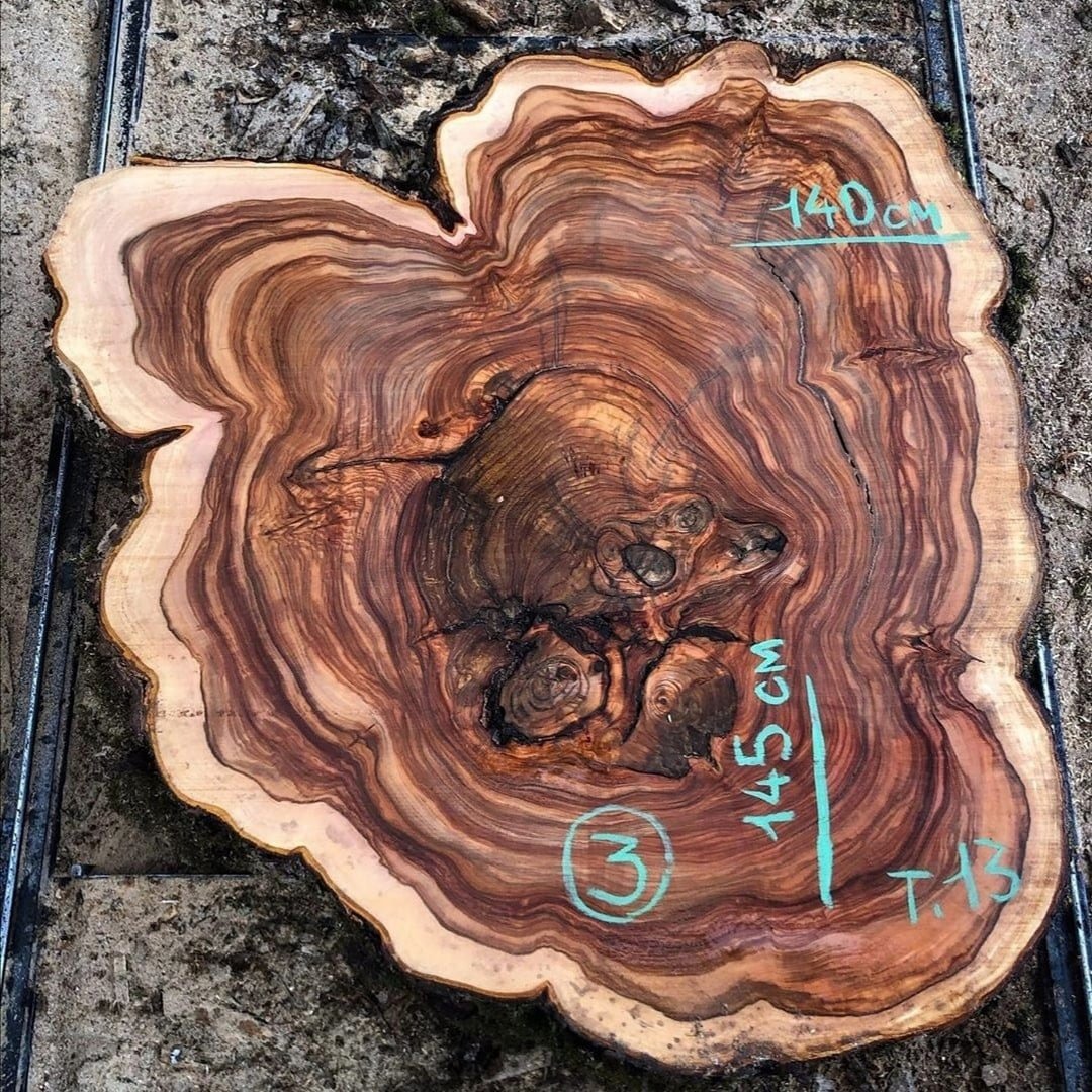 Вяз гладкий осенью