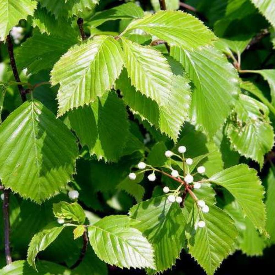 Ulmus glabra лист