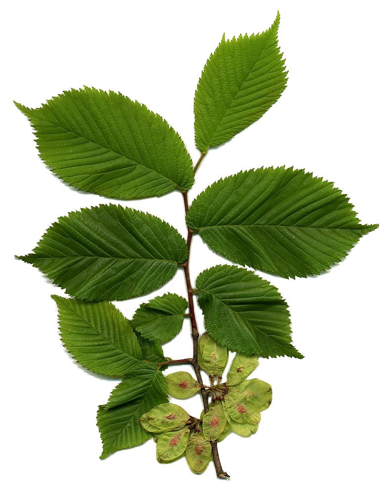 Ильм вяз шершавый