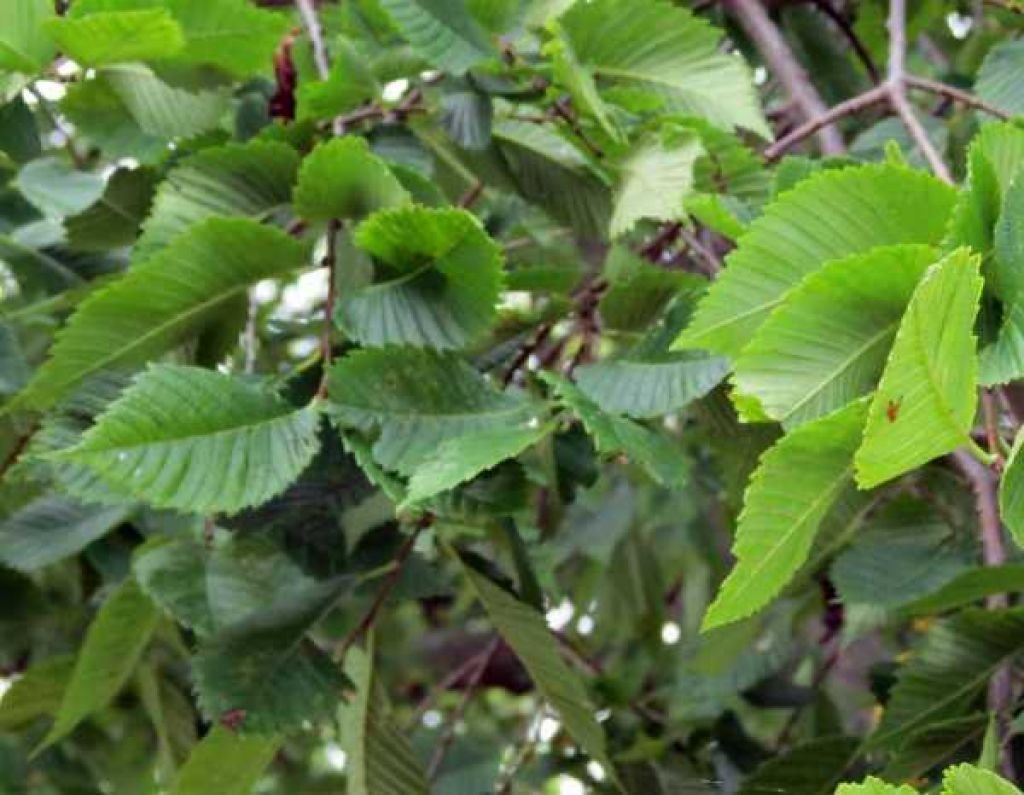 Вяз Ильм карагач Берест