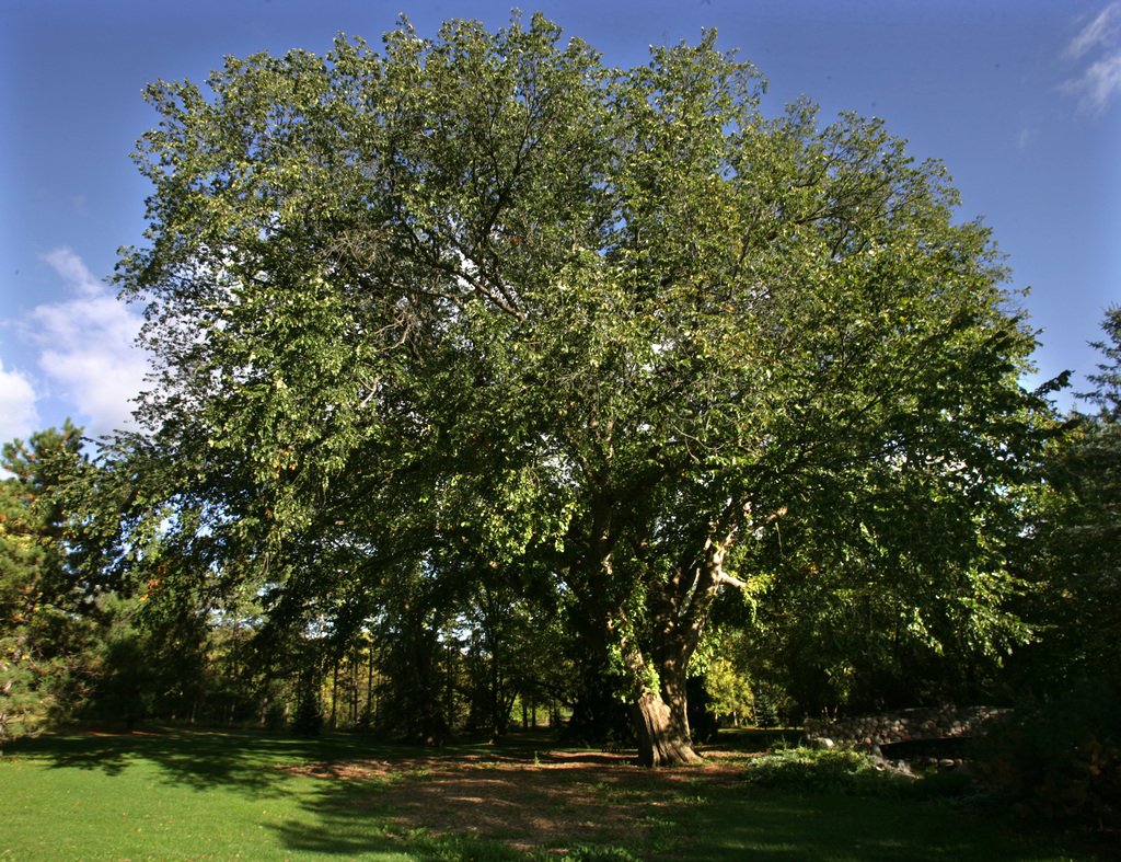 Вяз приземистый Ulmus pumila
