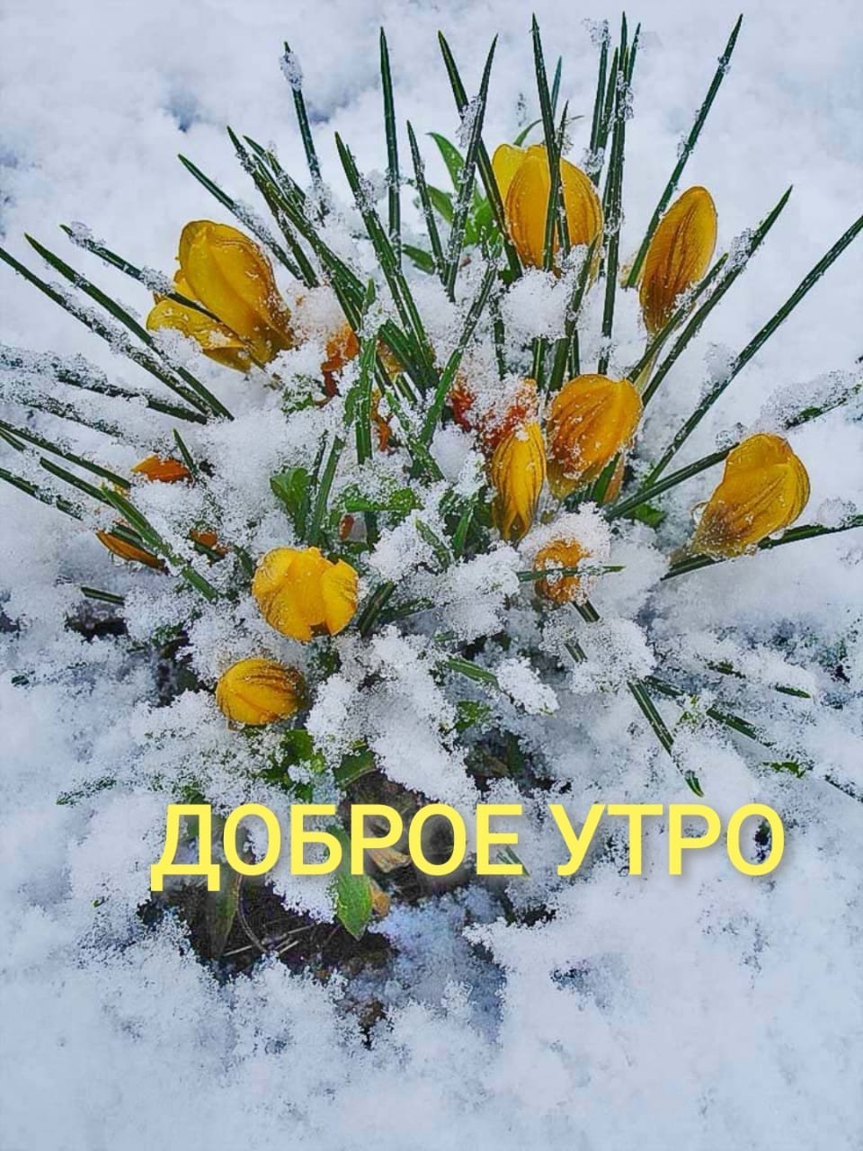 Подснежники под снегом