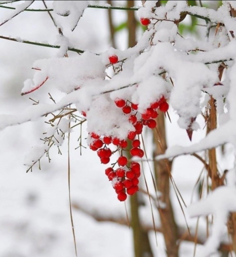 Доброе утро снег