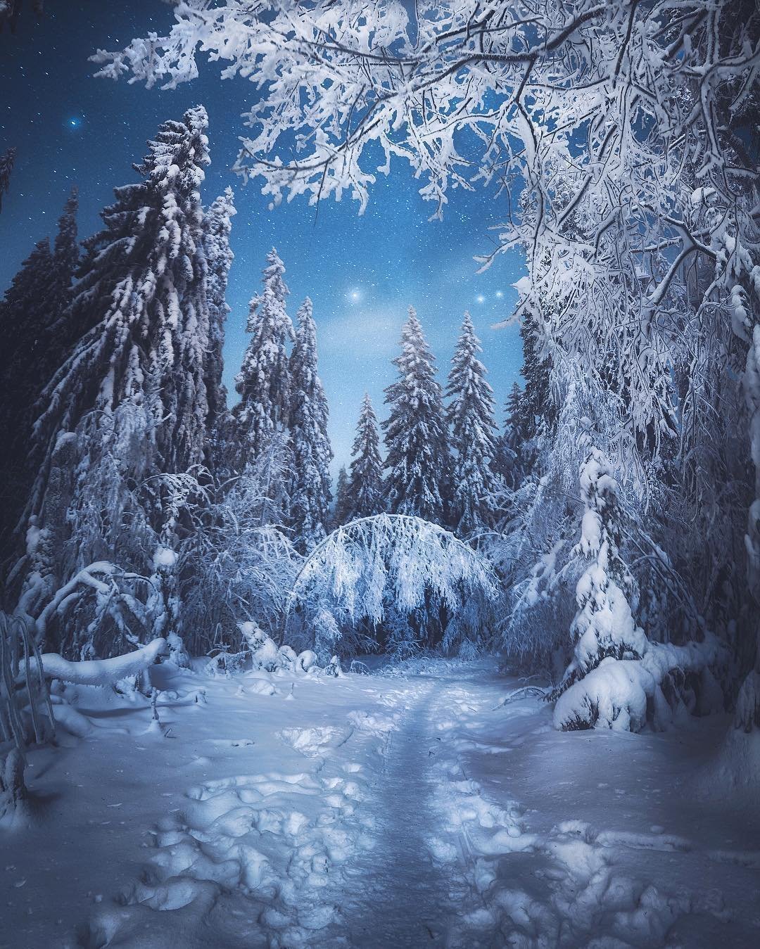 Сказочный зимний лес