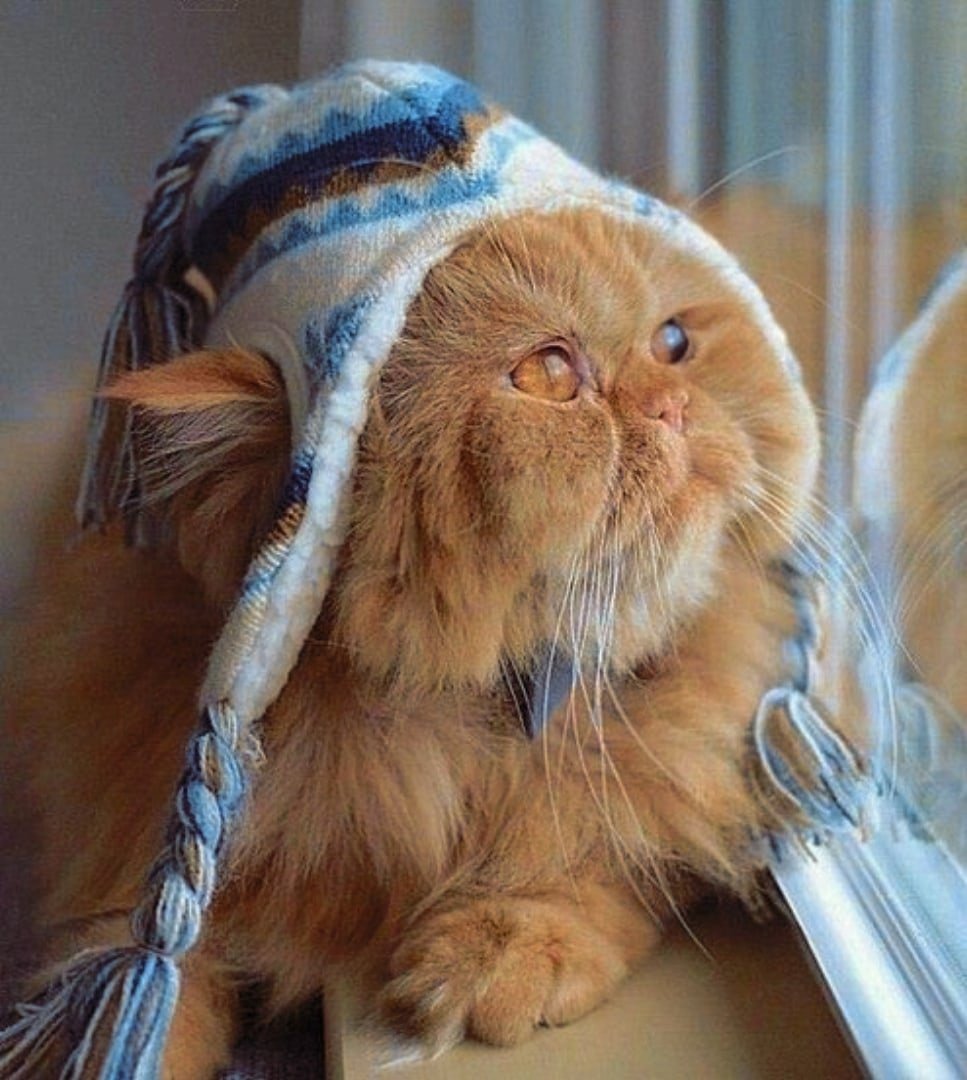 Кот в ожидании