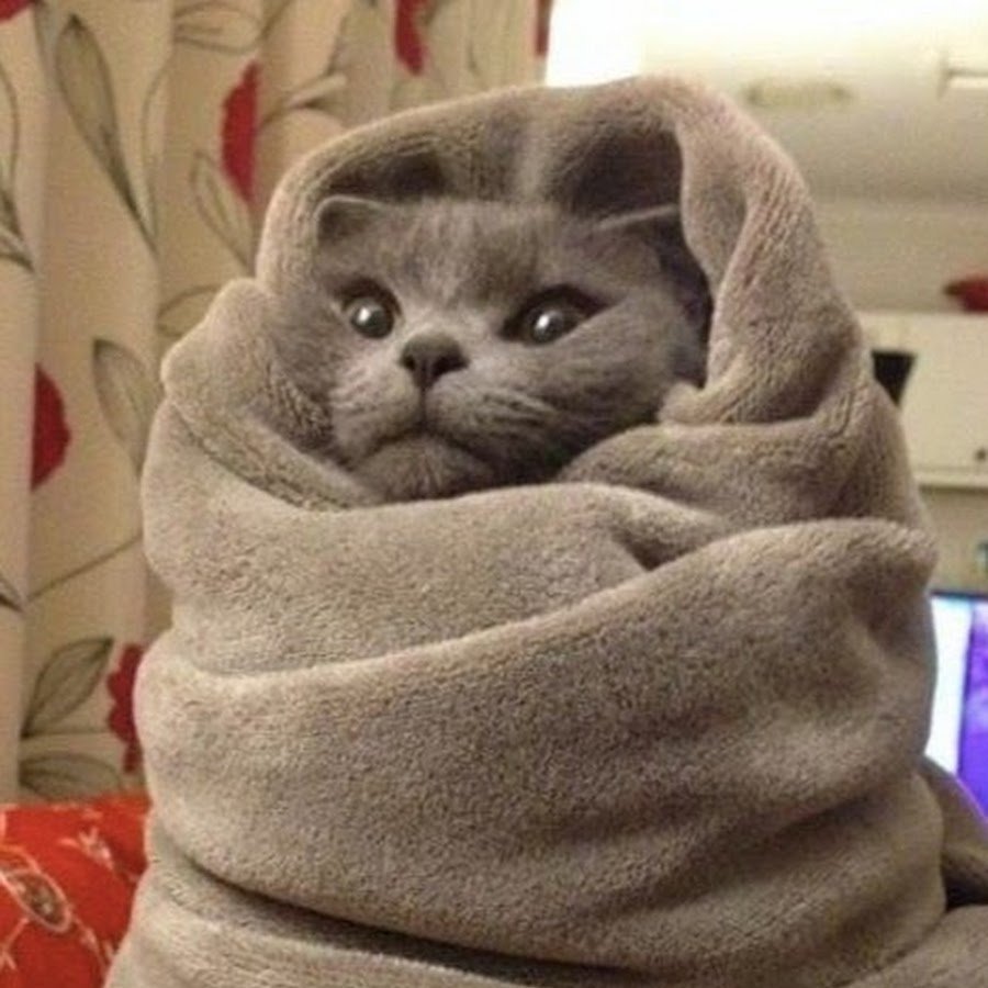 Собака под пледом