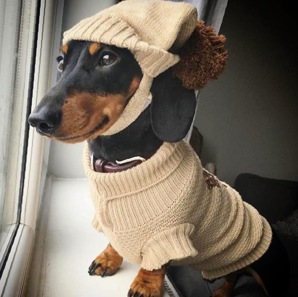 Кот снег холодно