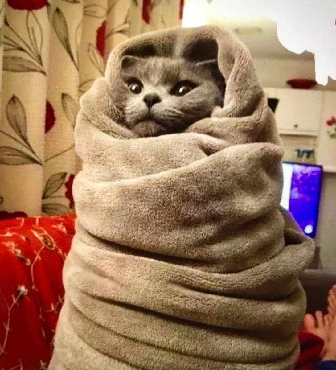 Котик в желтой шапочке