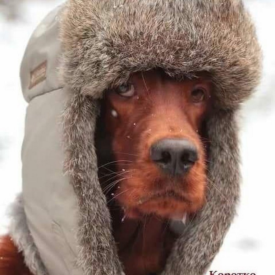 Кот в шапке