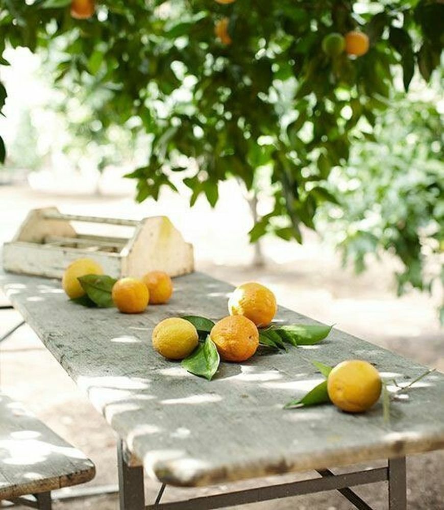 Апельсиновая роща Кемер