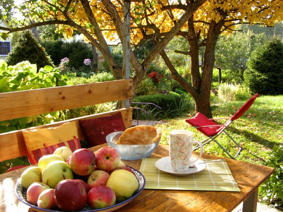 Гранатовые деревья в Израиле