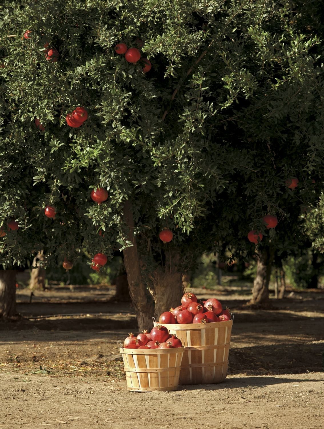 Абрикос патио априголд