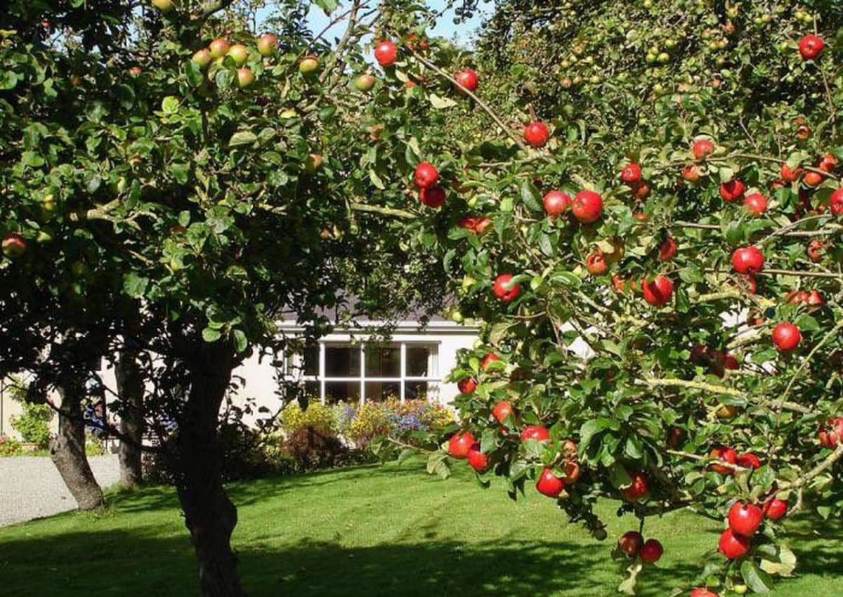 Мандариновое дерево в Абхазии
