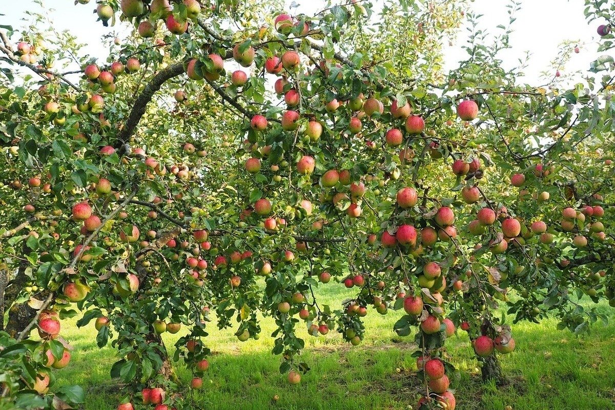 Художник Елена Бархаткова август