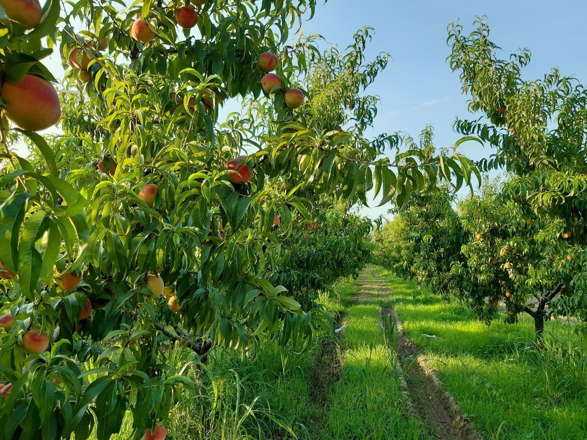 Сад с фруктовыми деревьями для детей