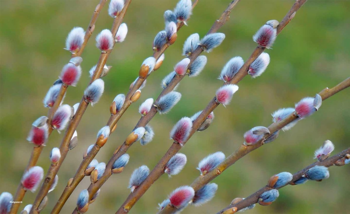 Верба цветет весной